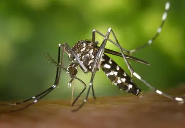 Casos de Chikungunya são confirmados em SC
