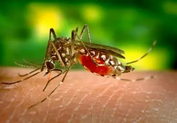 Blumenau registra 17ª morte por dengue em 2024