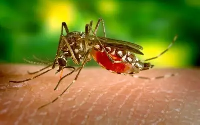 Blumenau registra 17ª morte por dengue em 2024