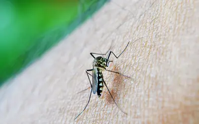 Dengue em SC: número de óbitos confirmados passa de 150 no estado