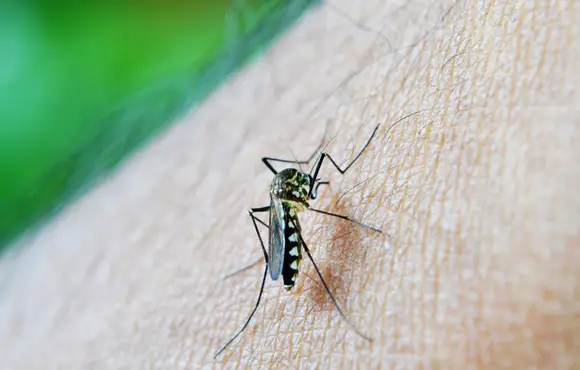 Dengue em SC: número de óbitos confirmados passa de 150 no estado